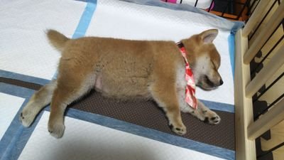 柴の雛菊ちゃん。2019年2月15日生まれ
2019年4月13日お迎え。
兄弟を探してます❗️新潟生まれの同誕生日の方いませんか⁉️犬猫専用SNS「ペディ」🔗
いぬのきもちウェブマガジンに載せてもらいました🐶💕https://t.co/80qNZGvqxH