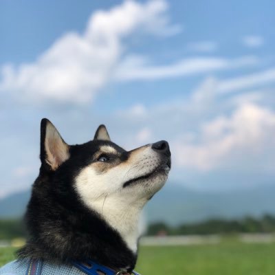 Imo Pa Twitter ゆるキャン にも登場する光前寺にいってきた 我が家の愛犬も早太郎先生のように強くお利口な犬になって欲しいものだ ゆるキャン 光前寺 早太郎
