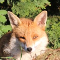 Ade Fox(@AdeFox3) 's Twitter Profile Photo