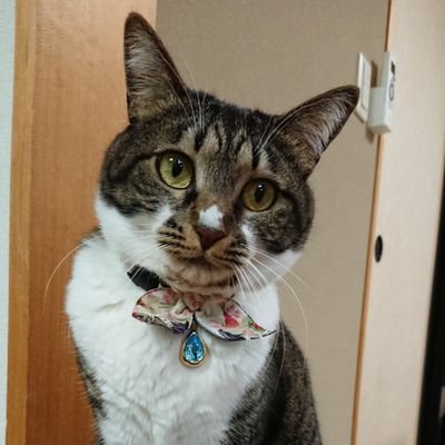 キジ白猫のナッツを探しています 4 19nekosagashi Twitter