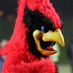 SAAS Athletics (@saascardinals) Twitter profile photo SAAS Athletics (@saascardinals) Twitter profile photo