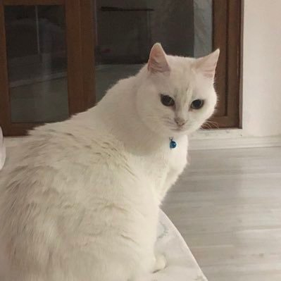 ortacag61's profile picture. “ Basit bir şekilde izah edemiyorsanız yeterince iyi anlamamışsınız demektir.” A. Einstein