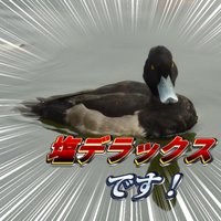 塩デラックス (@hakatanoshio_dx) Twitter profile photo