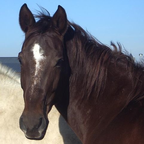 mararusli8's profile picture. 