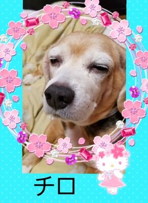 チロたんさんのプロフィール画像