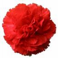 Alpha Chi Omega (@alphachiomega) 's Twitter Profile