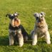Sophie & Lily Schnauzers💙 (@sophie_and_lily) Twitter profile photo Sophie & Lily Schnauzers💙 (@sophie_and_lily) Twitter profile photo