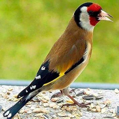 لا يهزمني الخوف على طريق مجهول لأن هدفي تترقبه العيون وروحي لربي و الوطن،،
عيوني على وطني و قلبي بات في عشقه منتحرا