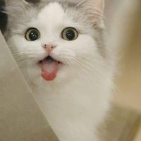 MINMING (@pandarreminming) 's Twitter Profile