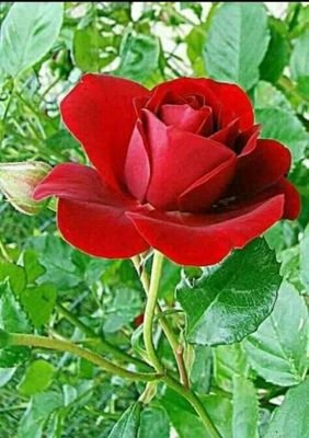 Roma86034241's profile picture. 