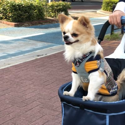 awajishimaekawa's profile picture. 