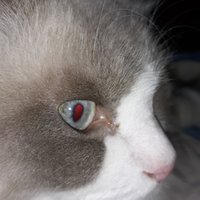 leslie zimmerman (@lesliejoanz) 's Twitter Profile