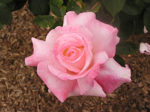 Coll_says's profile picture. 