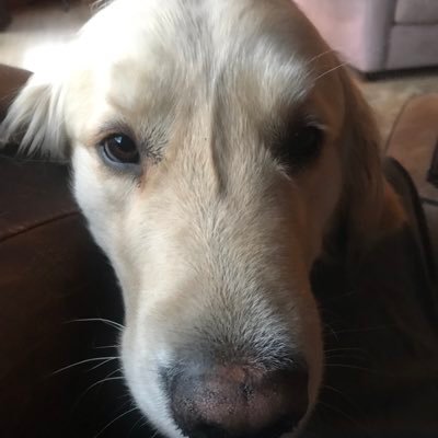 telwood7's profile picture. Heterodox