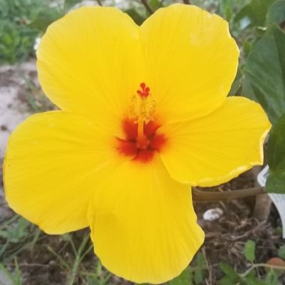 Mirelys96721216's profile picture. Vivir