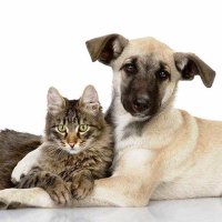 Adopta un amigo. rescatistas Independientes (@linam99385643) 's Twitter Profile Photo