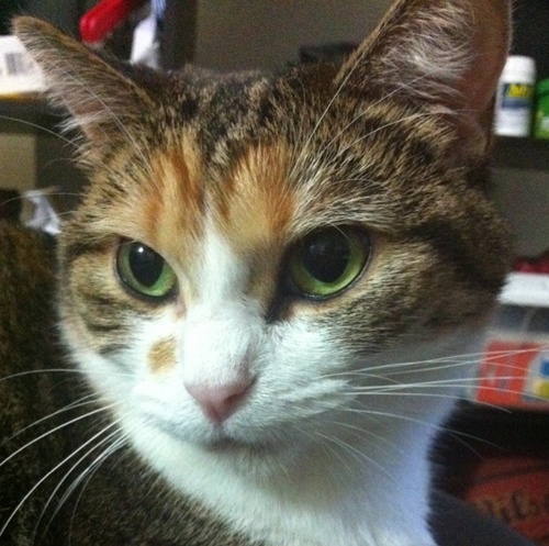 minniezhang's profile picture. 猫妈，makeup lover, TV fanatic, handbag控