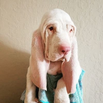 basset hound, piebald, cuddly