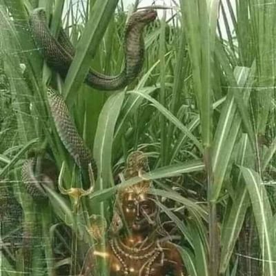 maha