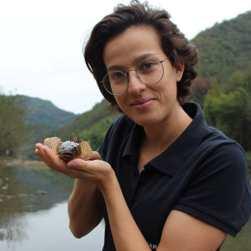 Researcher at MARE - University of Évora |
Study of diadromous migrations, fish pass monitoring and ecological eﬀects of ﬂow regulation on ﬁsh communities.