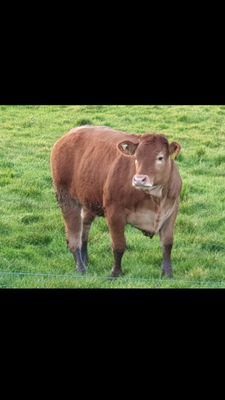 BrianDe24236106's profile picture. 