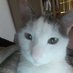 Pauli Cat 🐈 (@paulicat3) Twitter profile photo Pauli Cat 🐈 (@paulicat3) Twitter profile photo