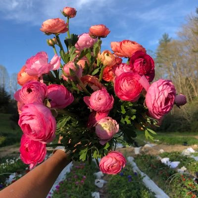 A 3-acre flower farm and design business in the mountains near Asheville, NC. Send love. Order online at https://t.co/v1adkbHNhd