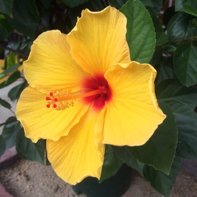 Ainura53500145's profile picture. MD 👩🏻‍⚕️🇰🇿 PhD candidate #Beta cell mass #Beta cell replacement 👩🏽‍🔬🇯🇵