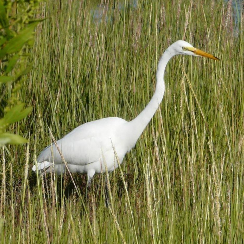 The last salt Marsh in the City of Boston. Home for hundreds of species of flora and fauna. And a beautiful waypoint for migratory birds.