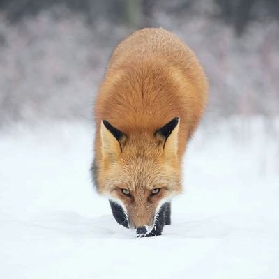 ismarostellos's profile picture. Τίποτα