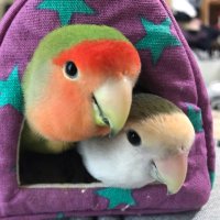 🐤キョロさんとゲームと (@kyoro_hobby) 's Twitter Profile Photo 🐤キョロさんとゲームと (@kyoro_hobby) 's Twitter Profile Photo