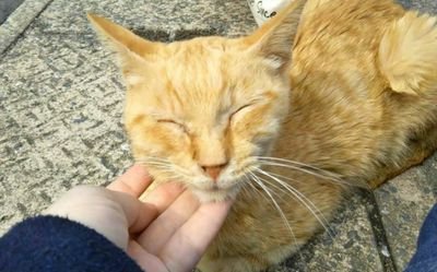 😺気まぐれふわ猫TVです🐾今年からアカウントも新しくなりました。YouTubeで動画投稿もしてるので♪の～んびり観てもらえたら嬉しいです。エロ系や儲け系はブロック有り❌     無言フォロー失礼します🐱個人のダイレクトメールには返信してません。
https://t.co/scCGZPtGFD