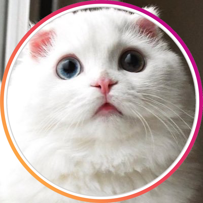 CatsBible Profile Picture