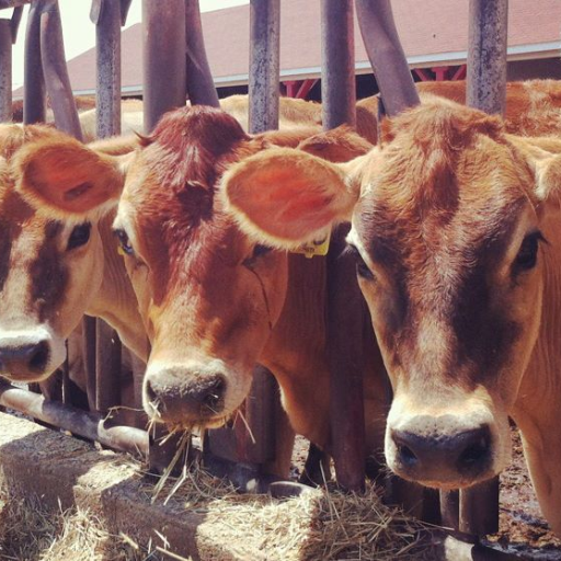 The One Herd Lab Profile
