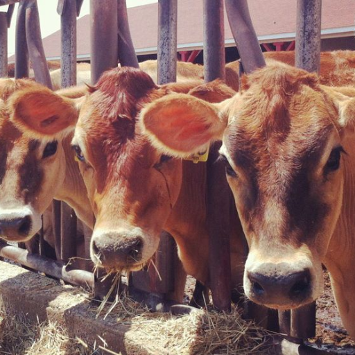 #OneHealth Epidemiologic Research on Farms. Focused on #farm problems that impact animal and human health. Greg Habing and associates.