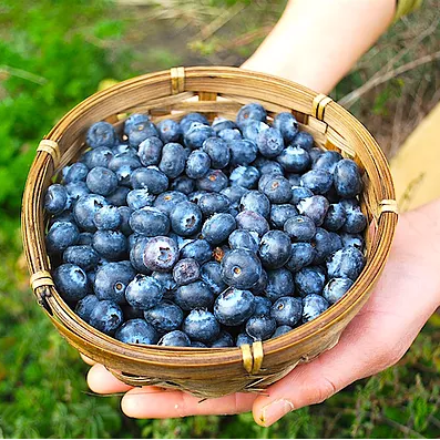 高島ブルーベリーファーム Blueberryfarm T Twitter
