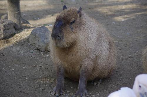 kagamiya0531's profile picture. 