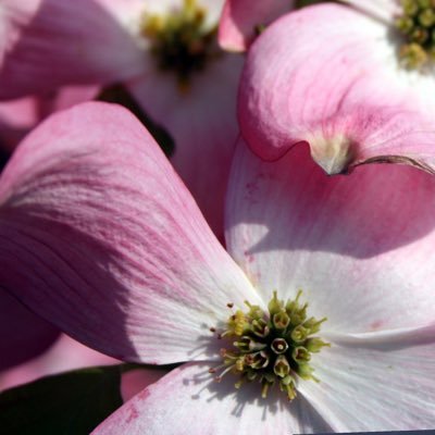 CrystalBautiste's profile picture. 