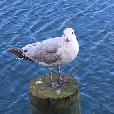 Edgy, God-Emperor of Seagulls