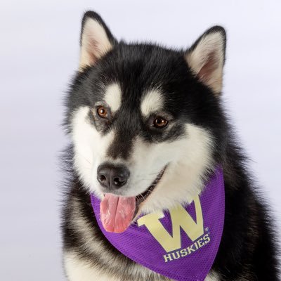 Hi, I’m Dubs! This is my official Twitter account as the University of Washington live mascot 🐾