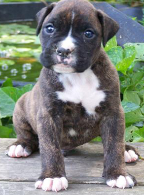 goodnewsboxers's profile picture. We are a small family oriented breeder of AKC boxers. Boxers are our first love next to our children. Boxers are great family pets, and good with children.