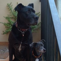 josean vizcaino 🇵🇸 (@josean_vizcaino) 's Twitter Profile Photo