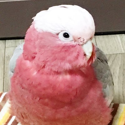 オカメノーマル♂梨太22才 🌈オカメホワイトパール♀柑奈22🌈才モモイロインコ♂桃之介10才 神奈川県横浜市