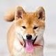 Mr_Dogggo's profile picture. Holy h*ck! You've just found yourself an ultra rare Mr. Doggo by Doggos Against Catnip! Give that doggo a bone! 

SCP Parody Account
