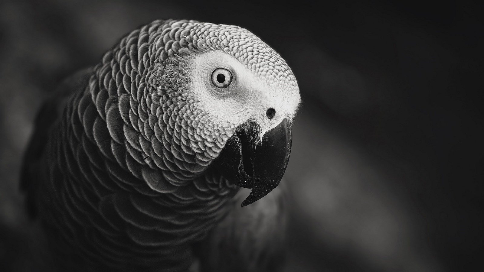 Try Not To Laugh Challenge!
So here's to all the parrot lovers and owners - may our days be filled with feathers, fun, and of course, lots of laughter. Cheers!