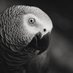 African Grey Parrot (@parrot_african) Twitter profile photo