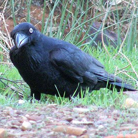 Birb11241's profile picture. I'm just a birb, why would you get mad?