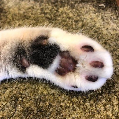 faveanimalpix's profile picture. ▪️Peter Hitchener’s Animal Pix ▪️Favourite Animal Pix ▪️All shapes and sizes ▪️Videos too... ▪️Furry friends ▪️#faveanimalpix ▪️@phitchener9