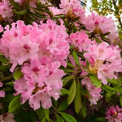 shivrajkumar01's profile picture. jai shree ram