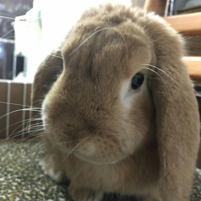 ayayou19's profile picture. 胆振東部地震以降、地震関連が気になり始めました😅
地震関連・体感者の方等、フォローさせていただいて、参考にさせてもらってます💮💮